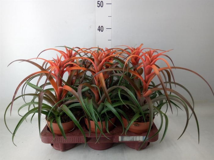 <h4>Tillandsia capitata 'Hermosa'</h4>