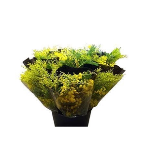 MIMOSA CONE NOIR 150 GR