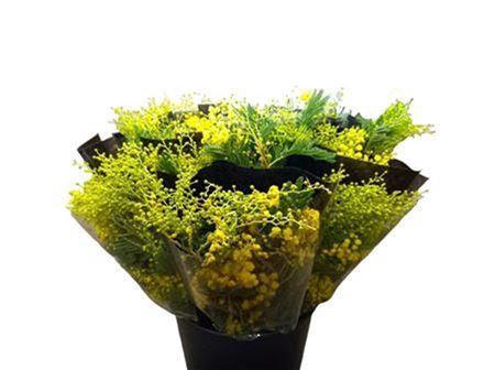 <h4>MIMOSA CONE NOIR 150 GR</h4>