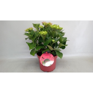 Hydrangea mac.
