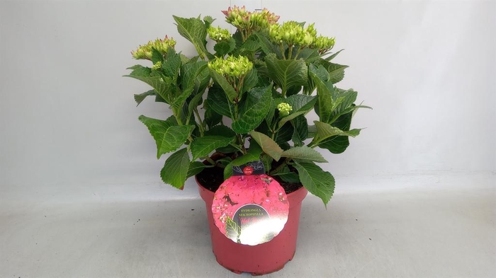 <h4>Hydrangea mac.</h4>