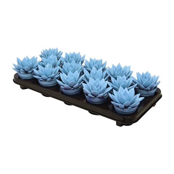 <h4>Echeveria coloured Light Blue</h4>