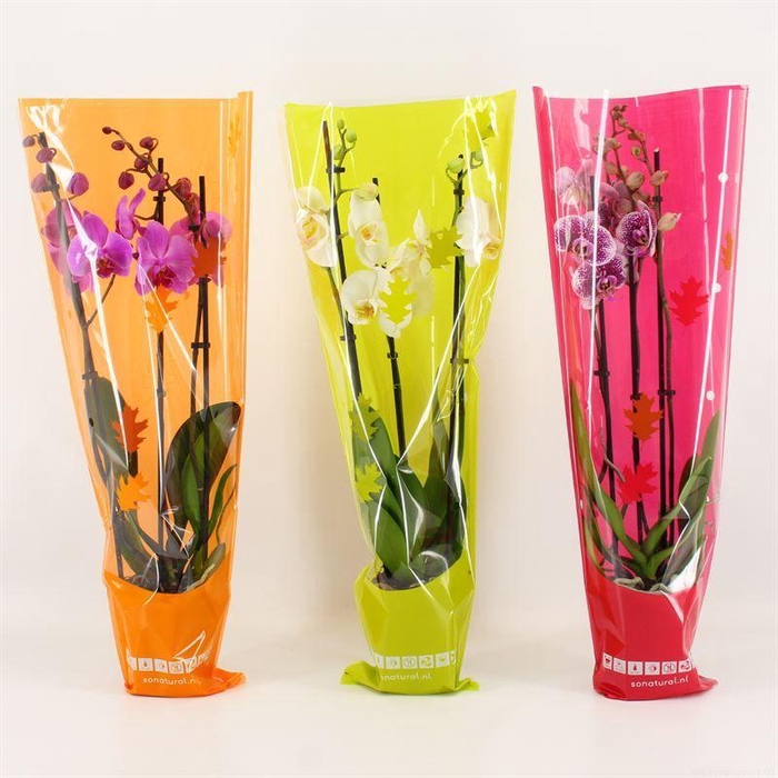 <h4>Phal Gemengd 3 Tak Hoes Herfst</h4>