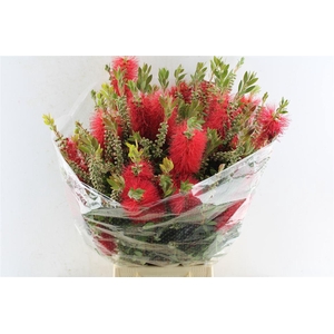 Callistemon