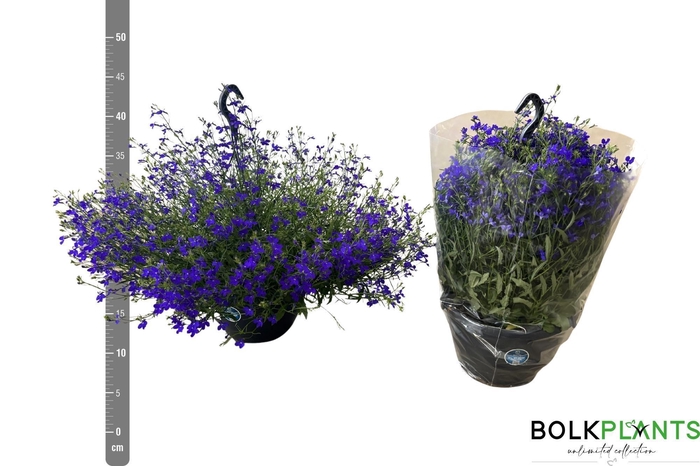 <h4>LOBE CU BAS D BLUE</h4>