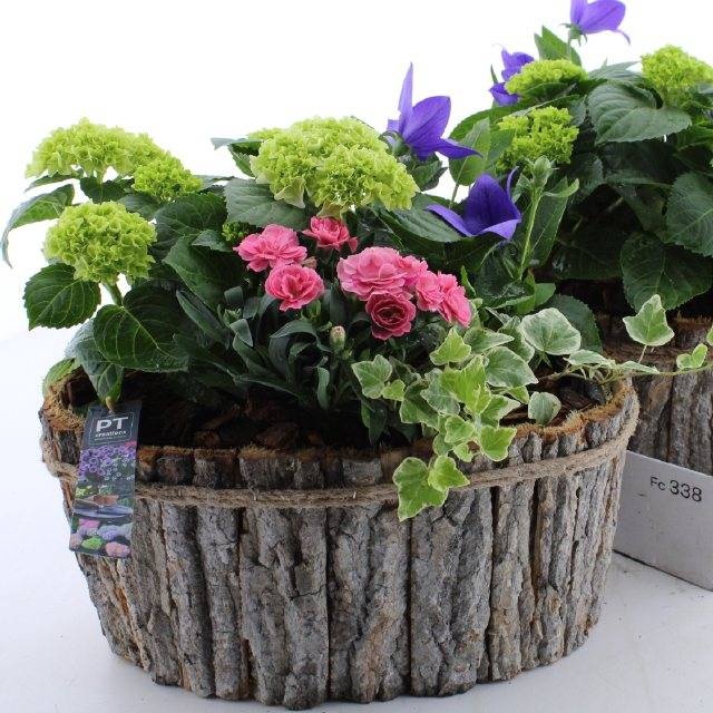 <h4>ARR TUINPLANTEN</h4>