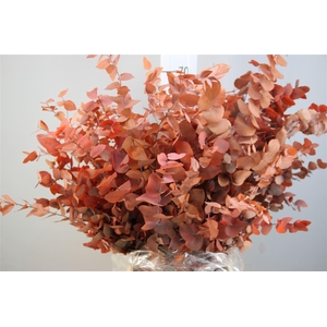 Stuartiana Gestabiliseerd Oranje