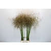Stipa Gigantea