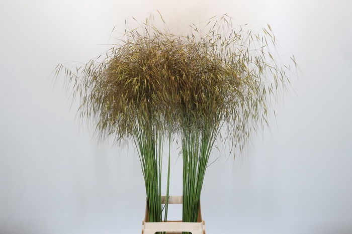 <h4>Stipa Gigantea</h4>