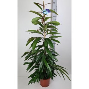 Ficus binn. 'Amstel King'