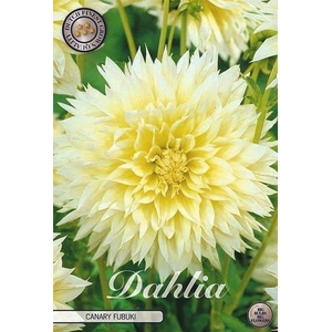 Dahlia Fubuki Canary x1