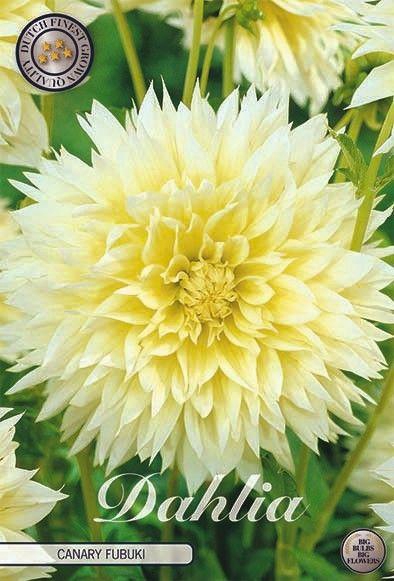 <h4>Dahlia Fubuki Canary x1</h4>
