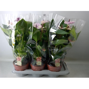 Anthurium andr. 'Laguna'