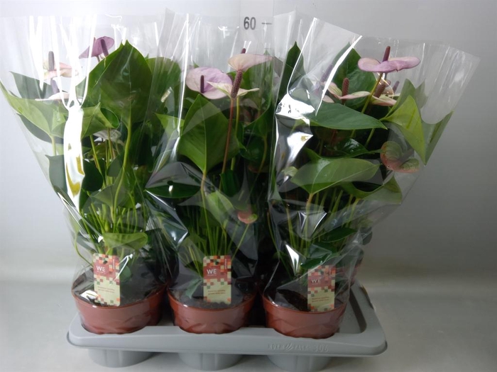 <h4>Anthurium andr. 'Laguna'</h4>