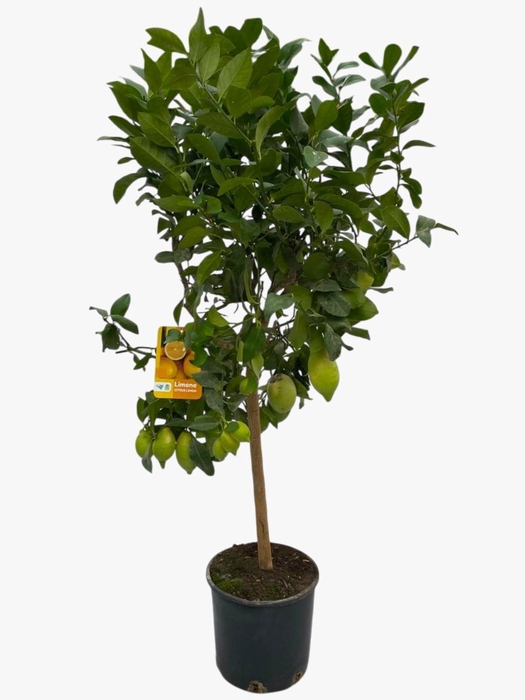 <h4>CITR LIMON</h4>