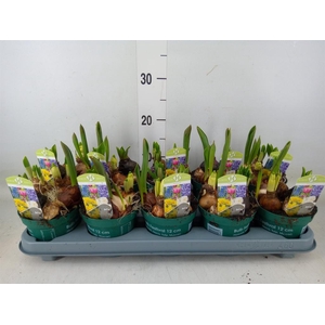 Bolbloemen   ...mix in pot