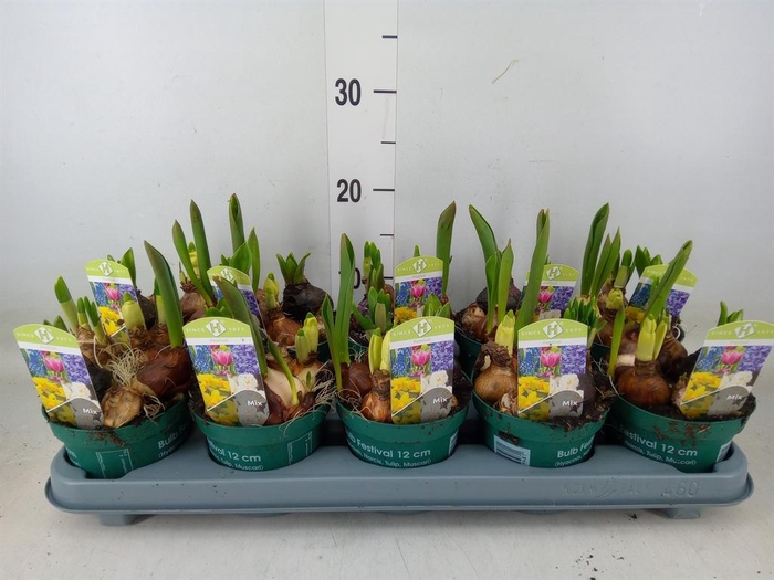 <h4>Bolbloemen   ...mix in pot</h4>