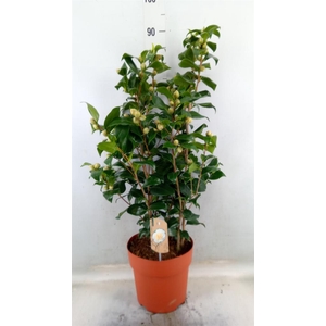 Camellia japonica 'Brushfield Yell'