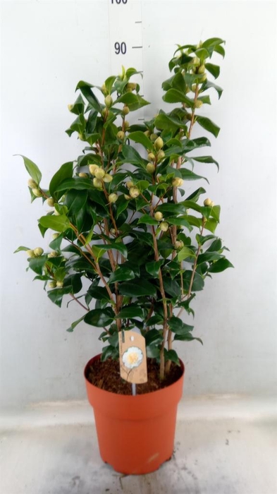 <h4>Camellia japonica 'Brushfield Yell'</h4>