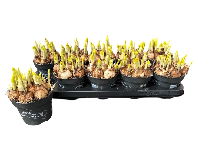 <h4>NARC O TETE A TETE</h4>