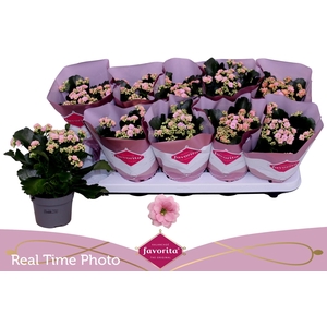 KAL GE PERFECTA PINK