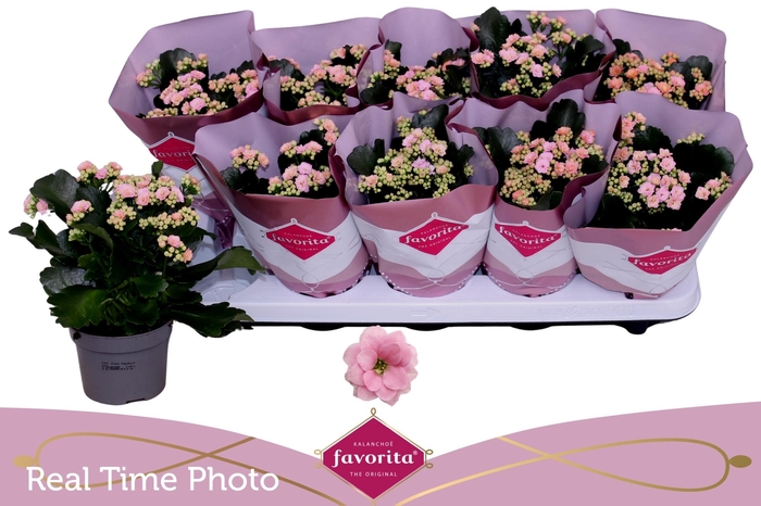 <h4>KAL GE PERFECTA PINK</h4>