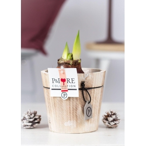 Hipp Rood 2 Knop Hout