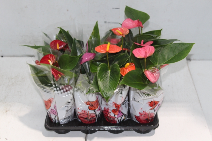 <h4>ANTHURIUM VARIADO P06</h4>