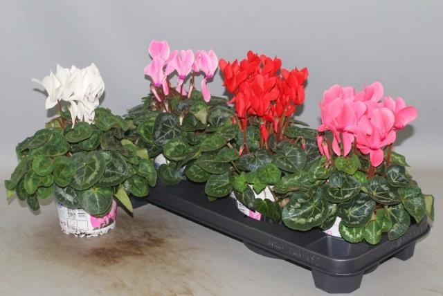 <h4>CYCL GR SUP XL</h4>