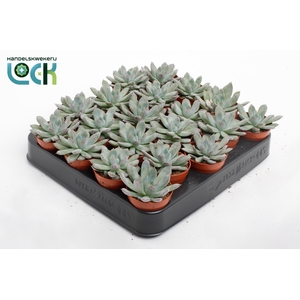 Echeveria Pelisuda