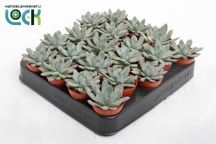 <h4>Echeveria Pelisuda</h4>