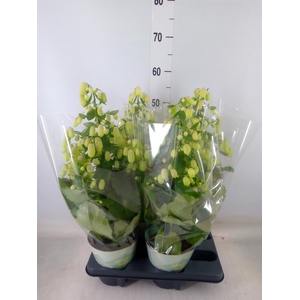 Kalanchoe 'Magic Bell'