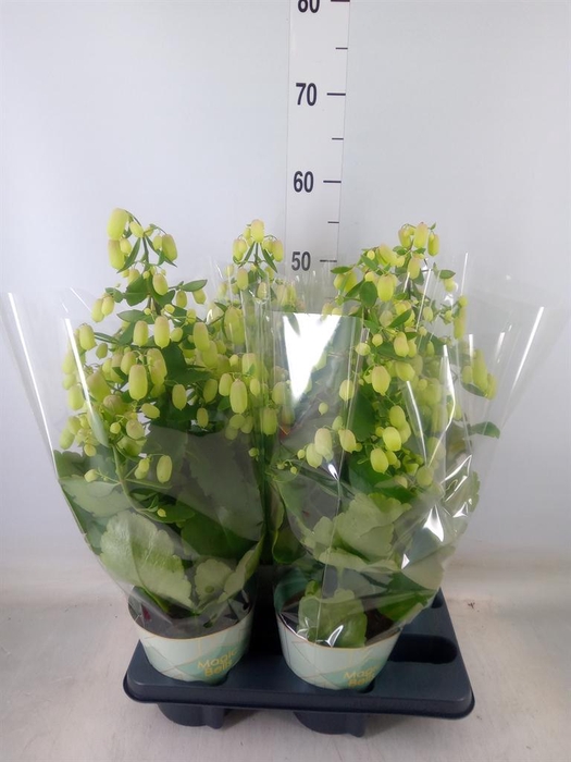 <h4>Kalanchoe 'Magic Bell'</h4>