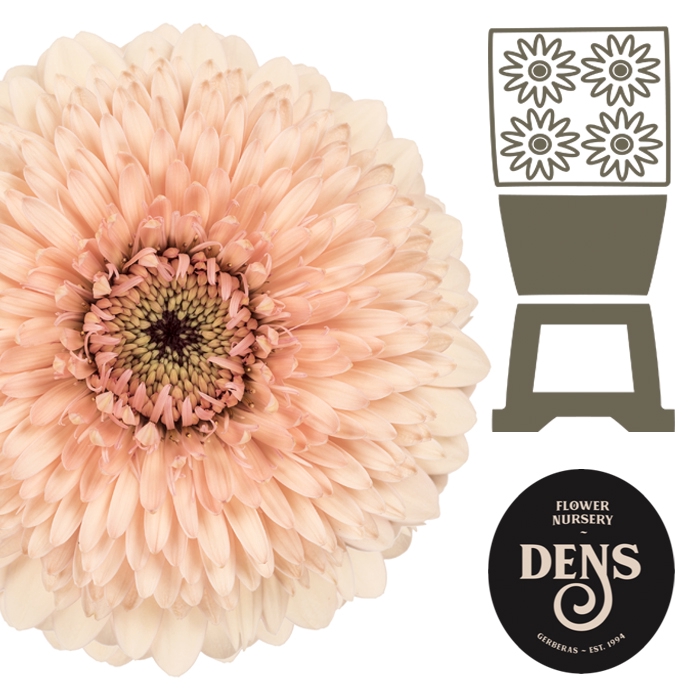 <h4>Germini Pomponi Jayjay Diamond</h4>