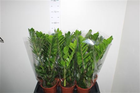 <h4>Zamio Zamiifolia 4-5+</h4>