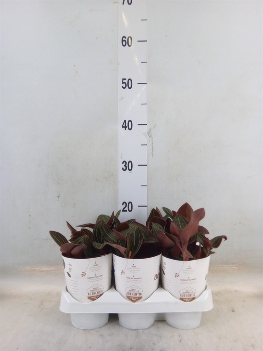 <h4>Ludisia discolor</h4>