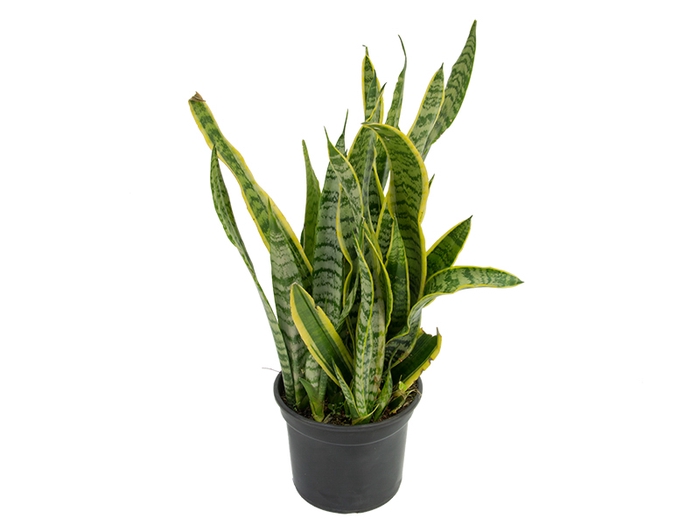 ESPADA SAO JORGE P15