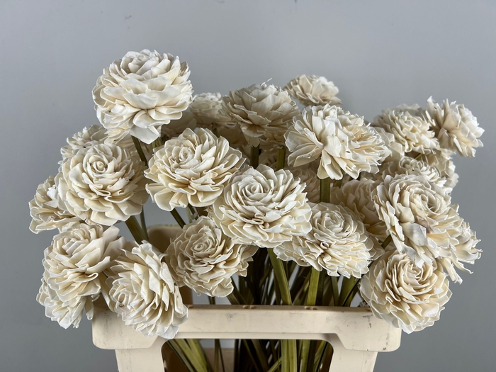 Stick Shola Dahlia Ø8 Natural