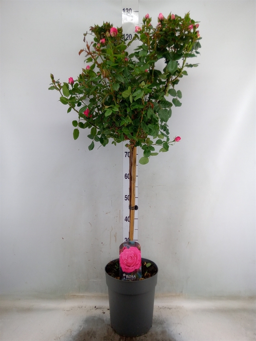 <h4>Rosa ST  ...</h4>