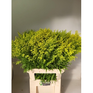 Solidago Tara