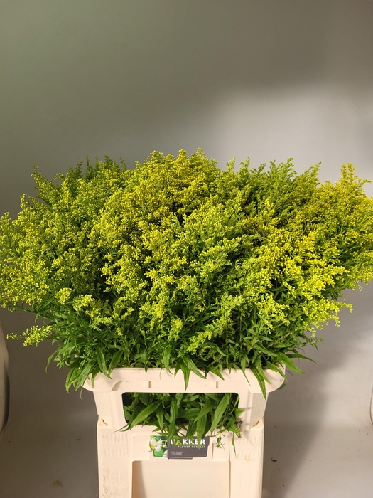 <h4>Solidago Tara</h4>