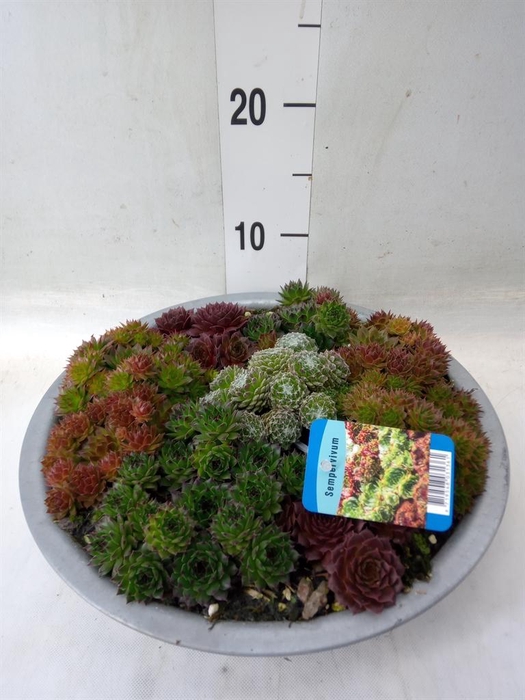 <h4>Sempervivum   ...</h4>