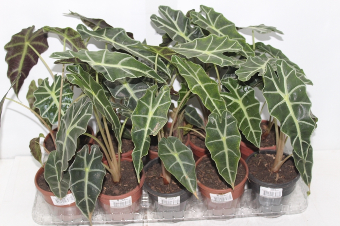 <h4>ALOCASIA POLLY P12</h4>