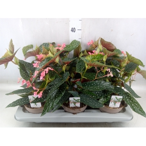 Begonia BD mac. 'Wightii'