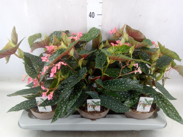 <h4>Begonia BD mac. 'Wightii'</h4>
