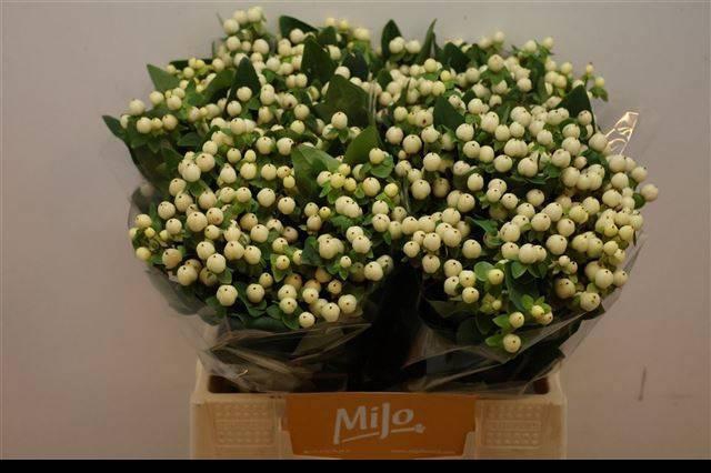 <h4>HYP MAG SNOWPRINCE</h4>