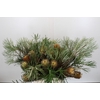 Banksia Spinulosa