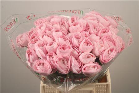 <h4>Ran.. Su Lady Hanoi Extra</h4>