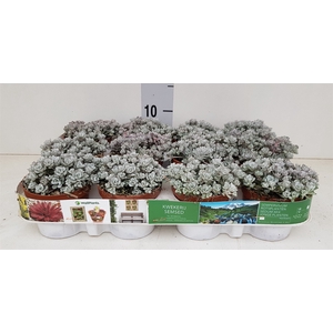 Sedum spathulifolium 'Cape Blanco'