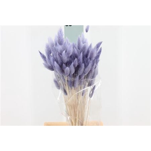 Dried Lagurus Bleached Milka Bs